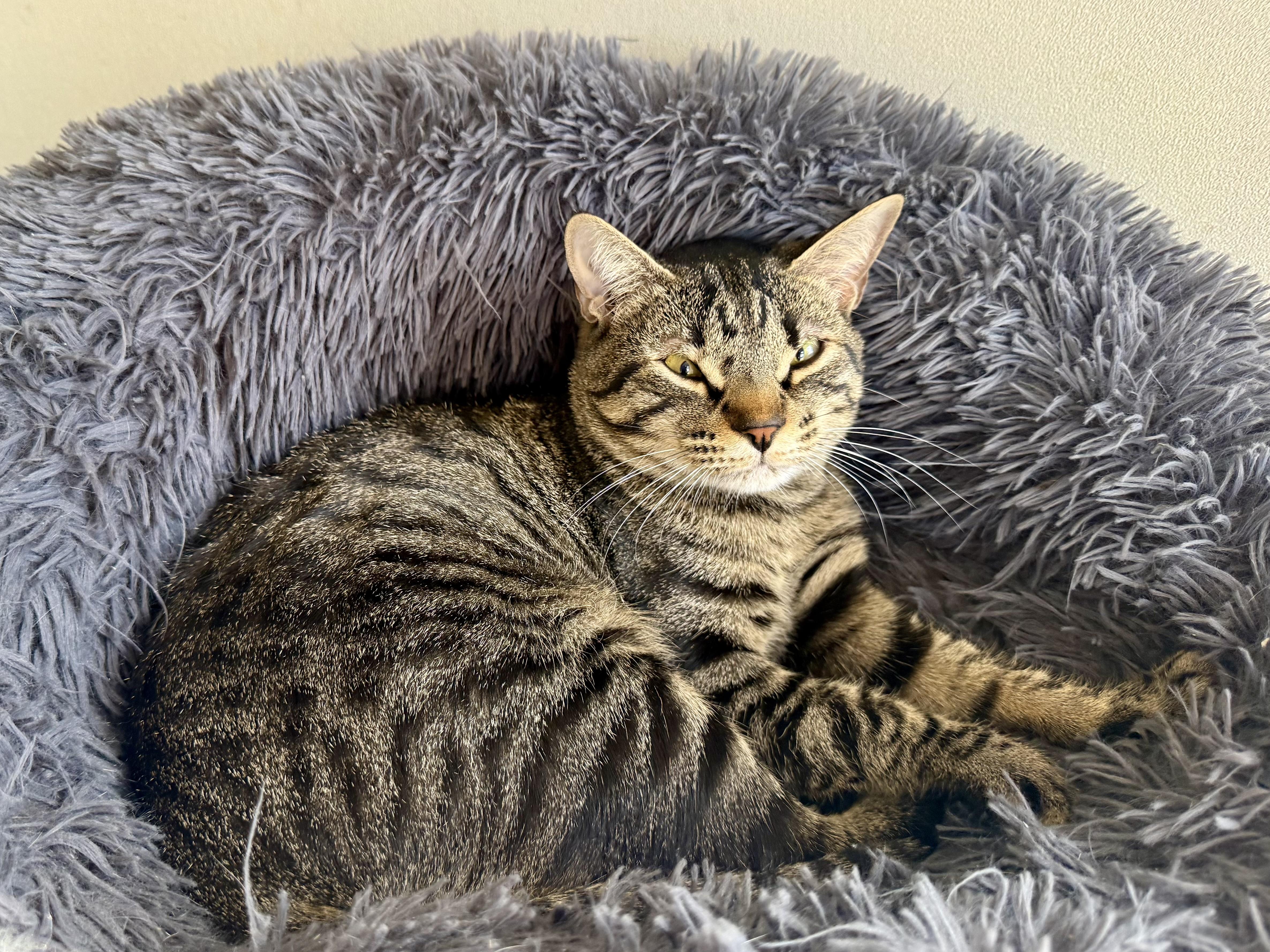 Enlarge Hendo Happy, a Adoptable Domestic Short Hair in Oak Park, MI image 3/4