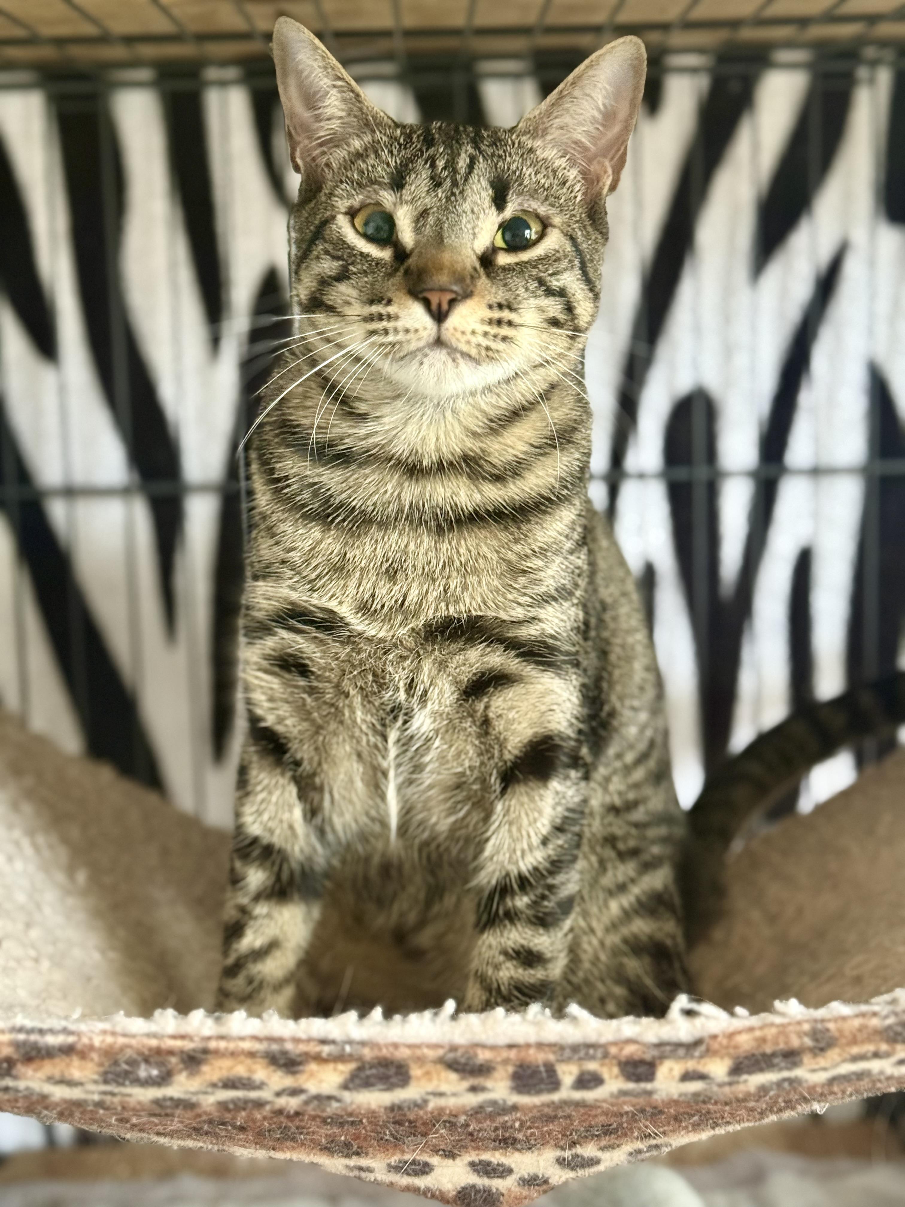 Enlarge Hendo Happy, a Adoptable Domestic Short Hair in Oak Park, MI image 4/4