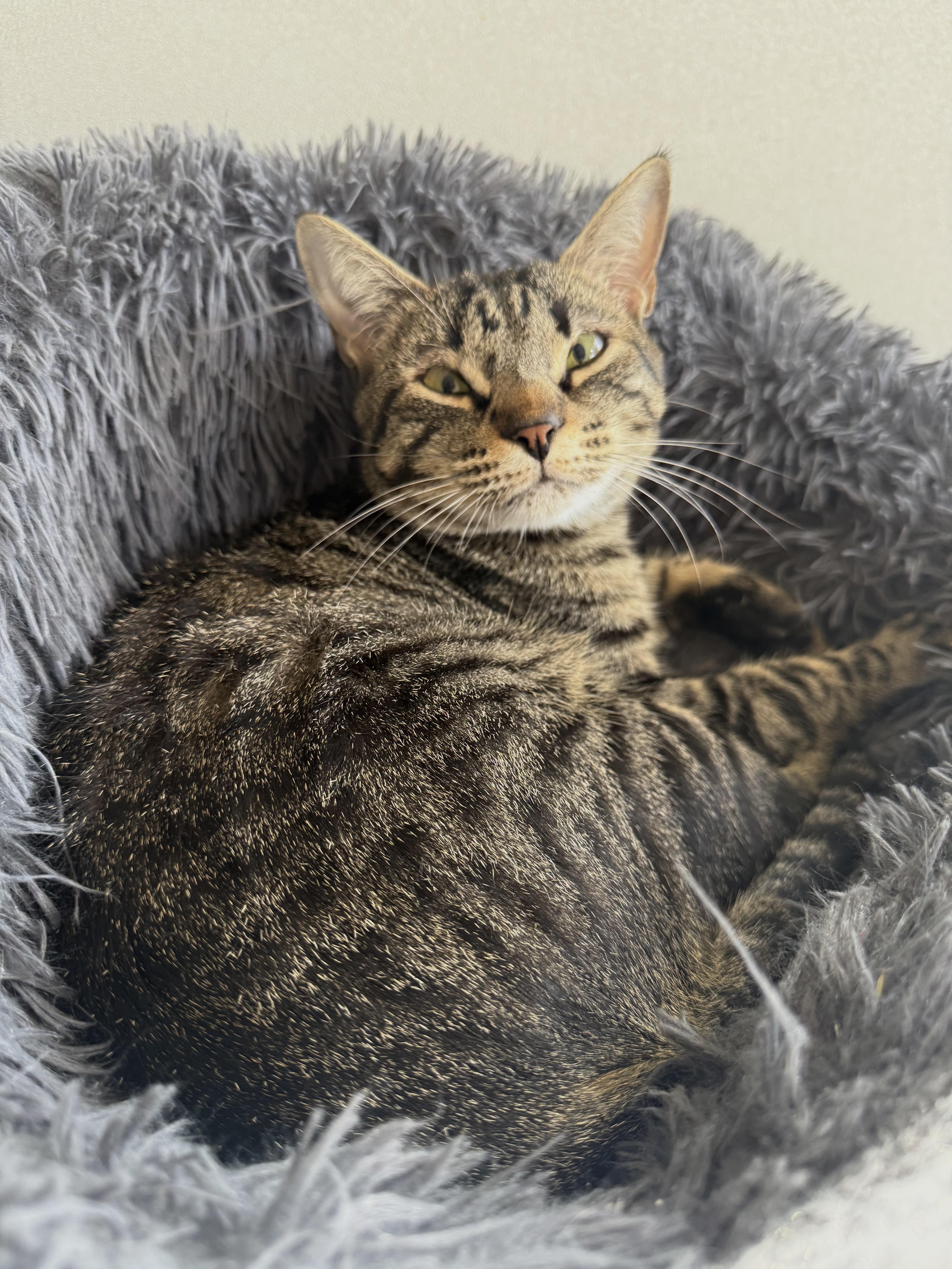 Enlarge Hendo Happy, a Adoptable Domestic Short Hair in Oak Park, MI image 1/4