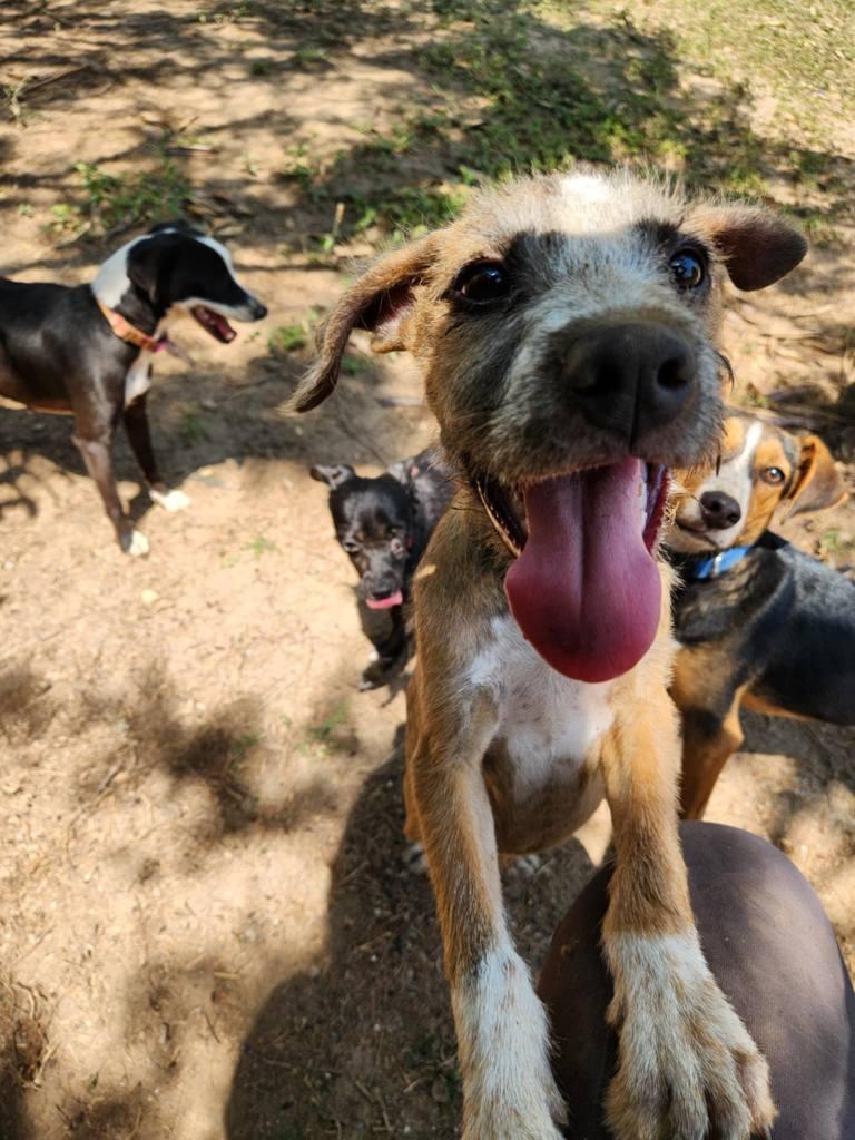 Matteo, Young Male Mixed Breed