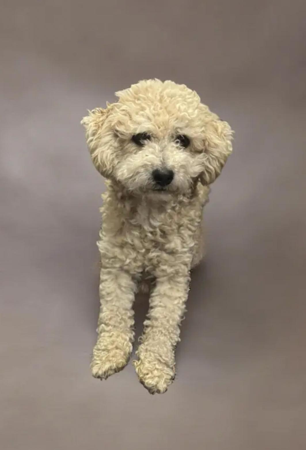 Cream Puff, an adopted Poodle in Los Angeles, CA image 1/5