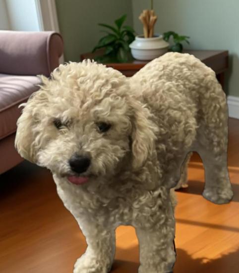 Cream Puff, an adopted Poodle in Los Angeles, CA image 2/5