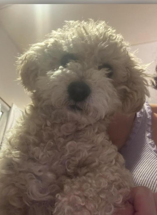 Cream Puff, an adopted Poodle in Los Angeles, CA image 4/5