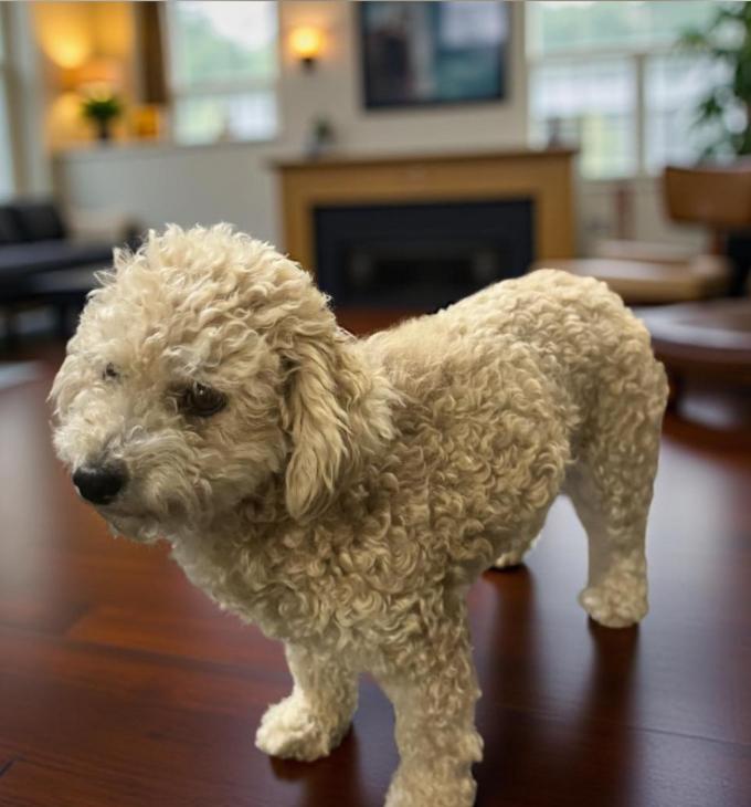 Cream Puff, an adopted Poodle in Los Angeles, CA image 5/5