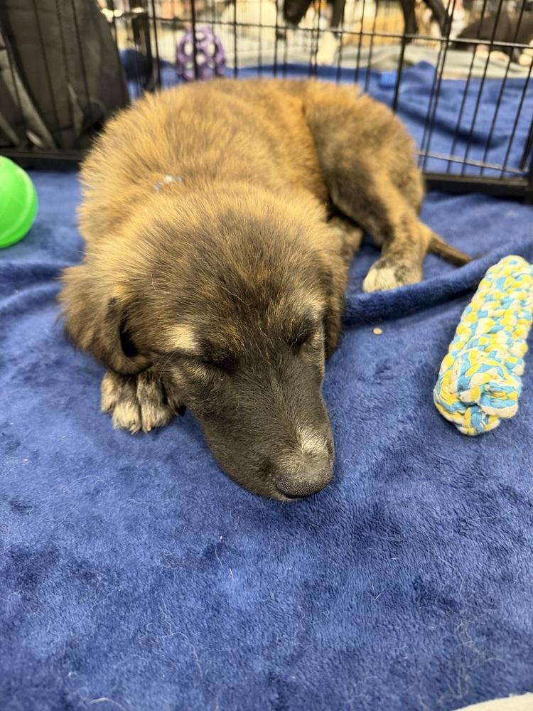 Enlarge Jasper Gemstone, a Adoptable mixed breed in Waunakee, WI image 1/3