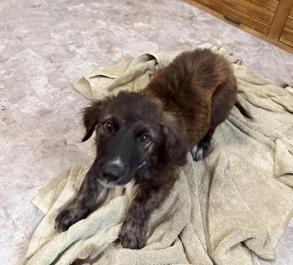 Enlarge Jasper Gemstone, a Adoptable mixed breed in Waunakee, WI image 2/3
