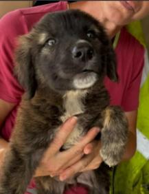 Enlarge Jasper Gemstone, a Adoptable mixed breed in Waunakee, WI image 3/3