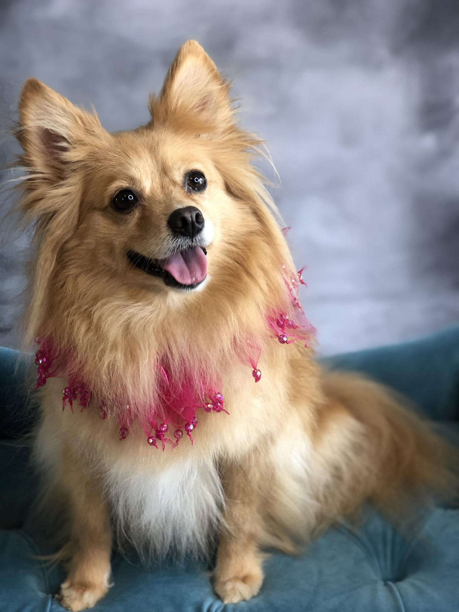 Maggie, Adoptable, Senior Female Pomeranian.