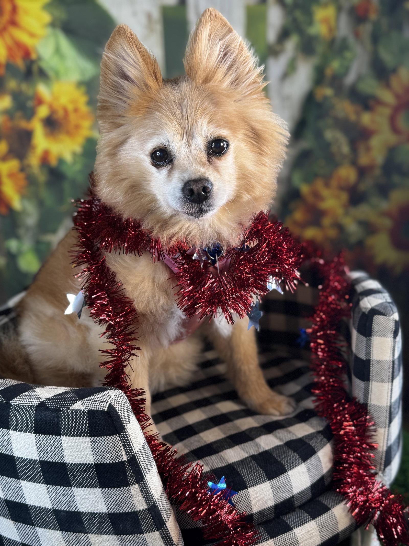 Maggie, Adoptable, Senior Female Pomeranian.