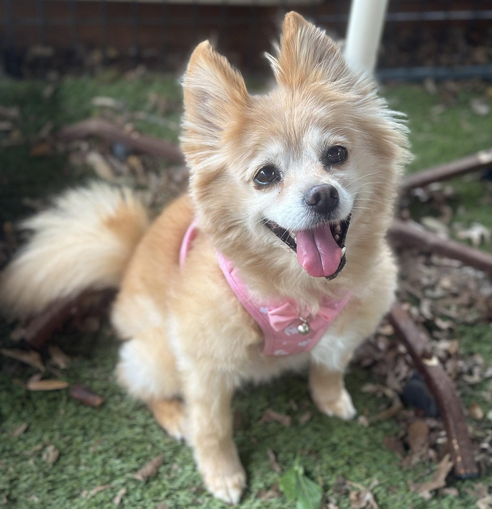 Enlarge Maggie, a Adoptable Pomeranian in Garland, TX image 2/3