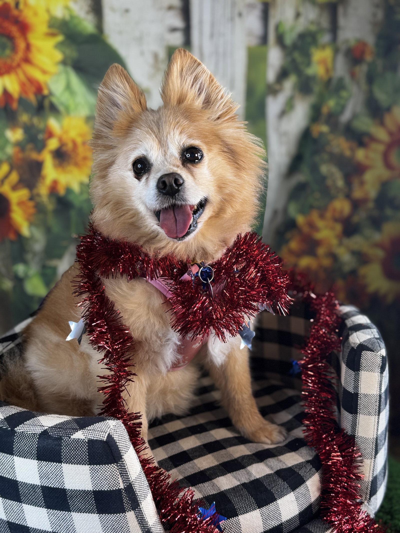 Enlarge Maggie, a Adoptable Pomeranian in Garland, TX image 3/3
