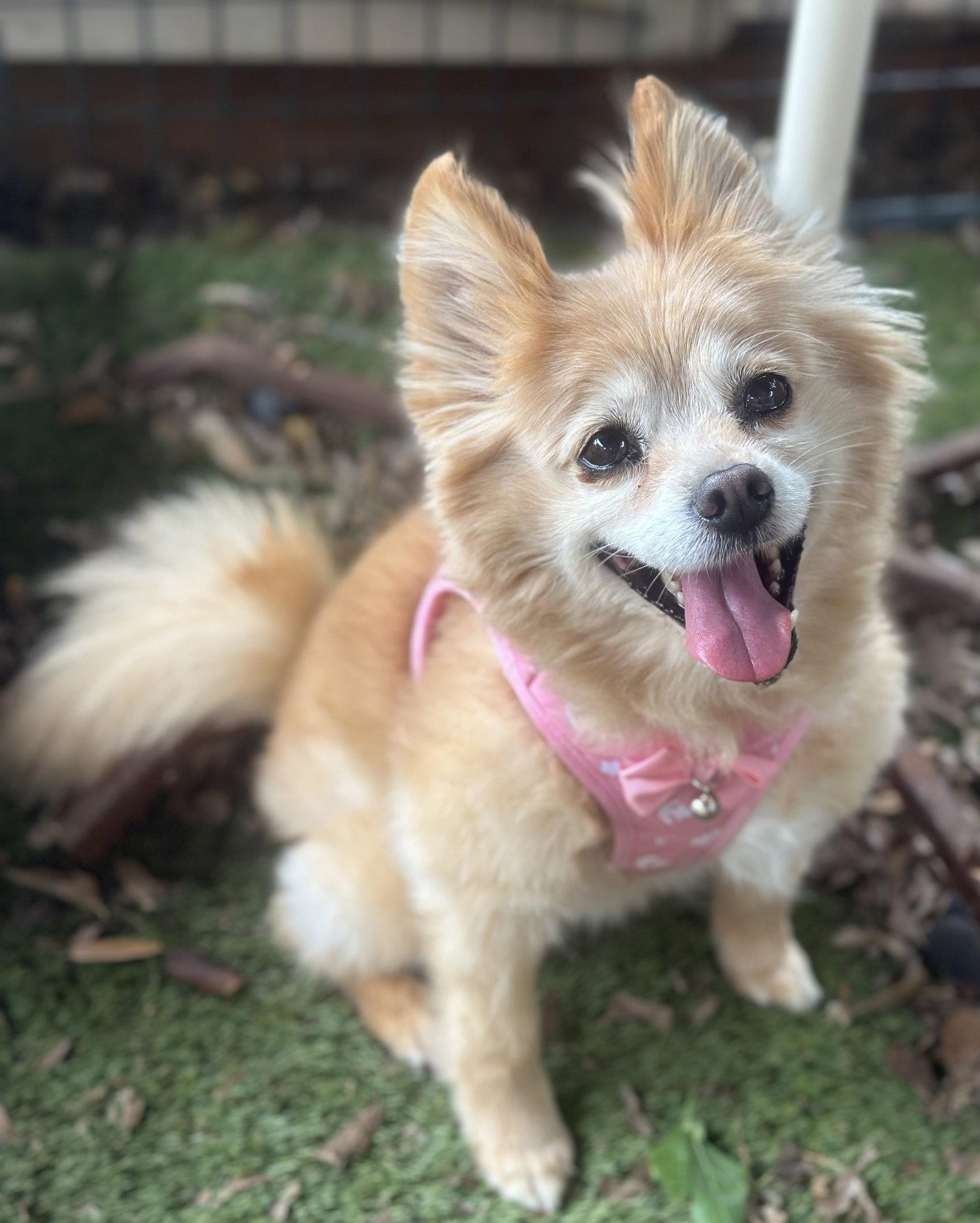 Enlarge Maggie, a Adoptable Pomeranian in Garland, TX image 3/3