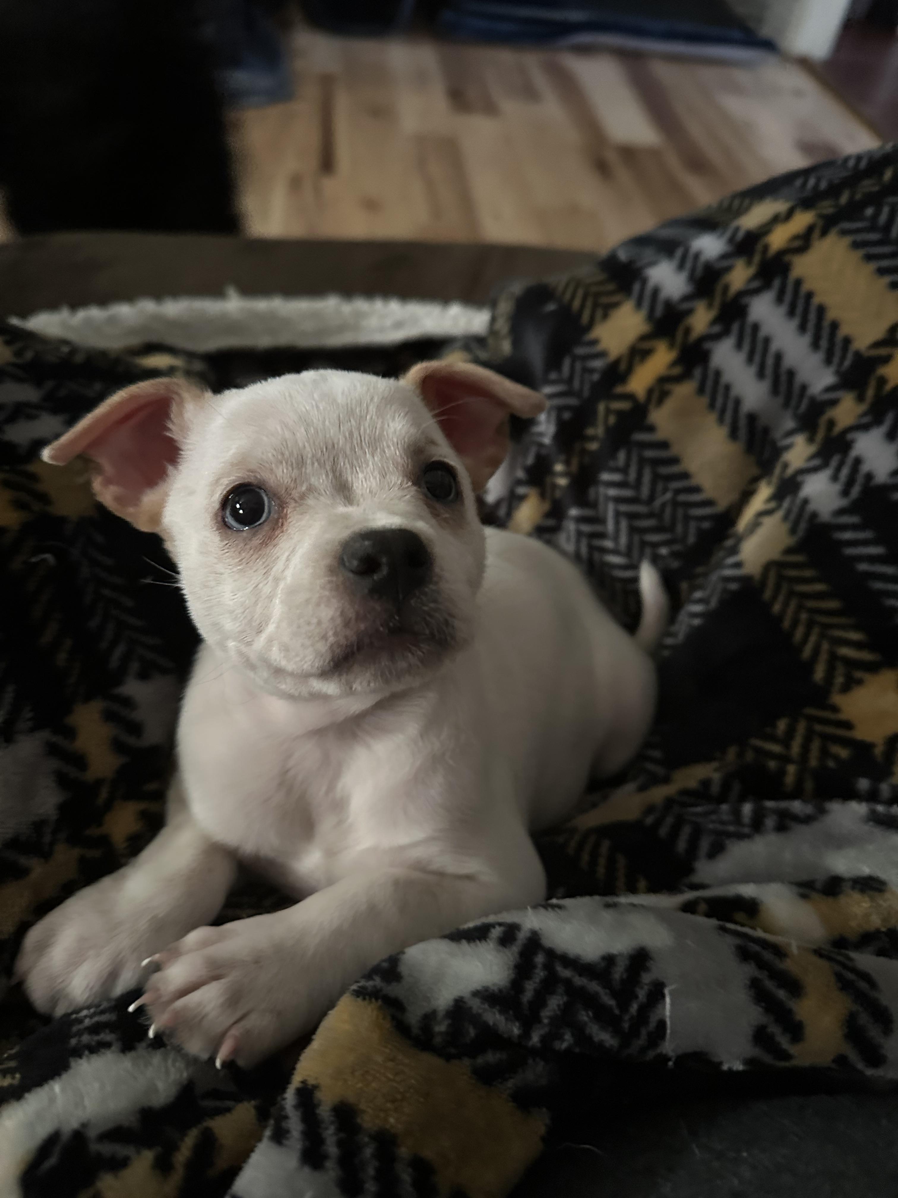 Enlarge Ivy, a Adopted mixed breed in Goodlettsville, TN image 1/6