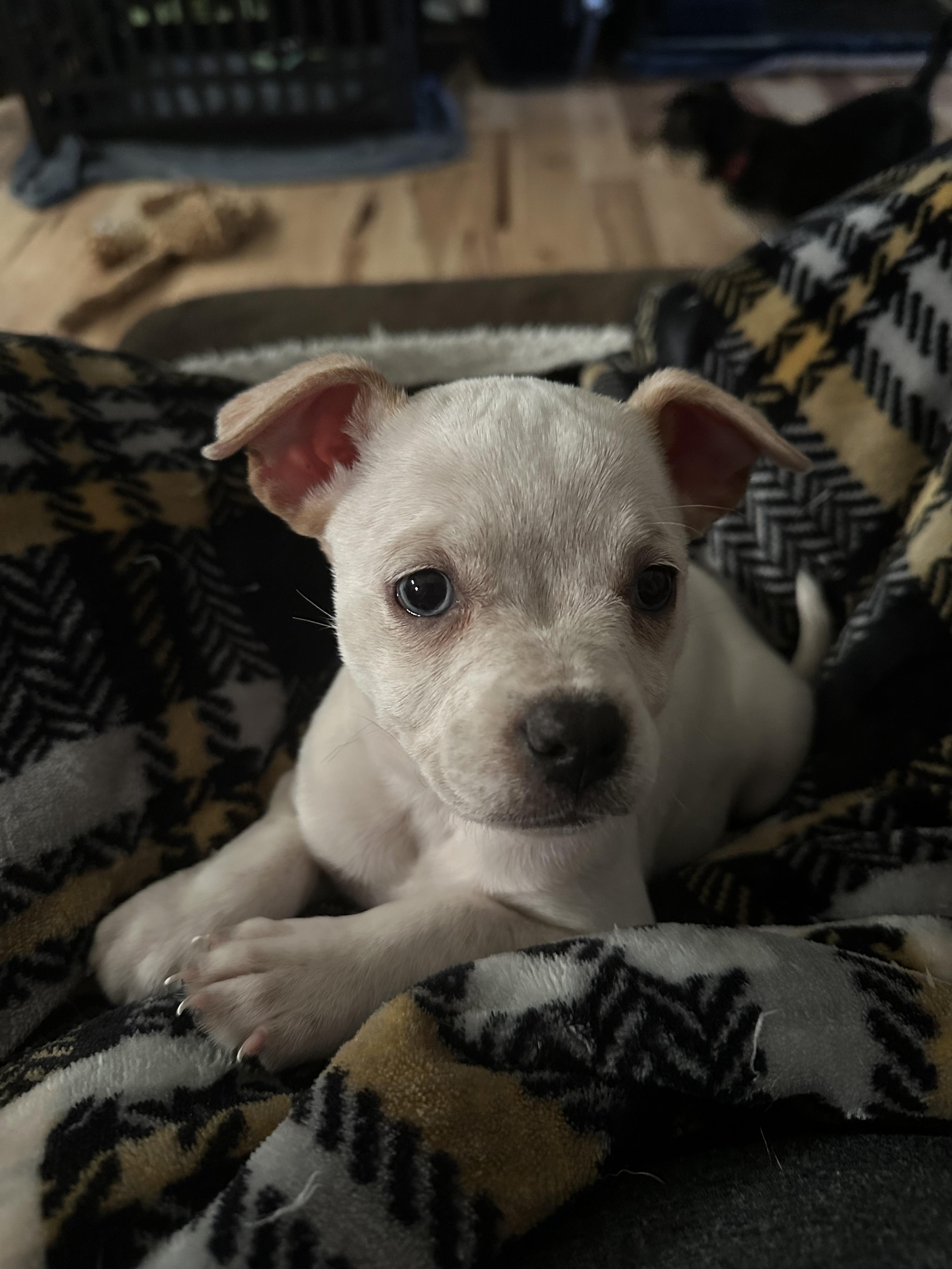 Enlarge Ivy, a Adopted mixed breed in Goodlettsville, TN image 2/6