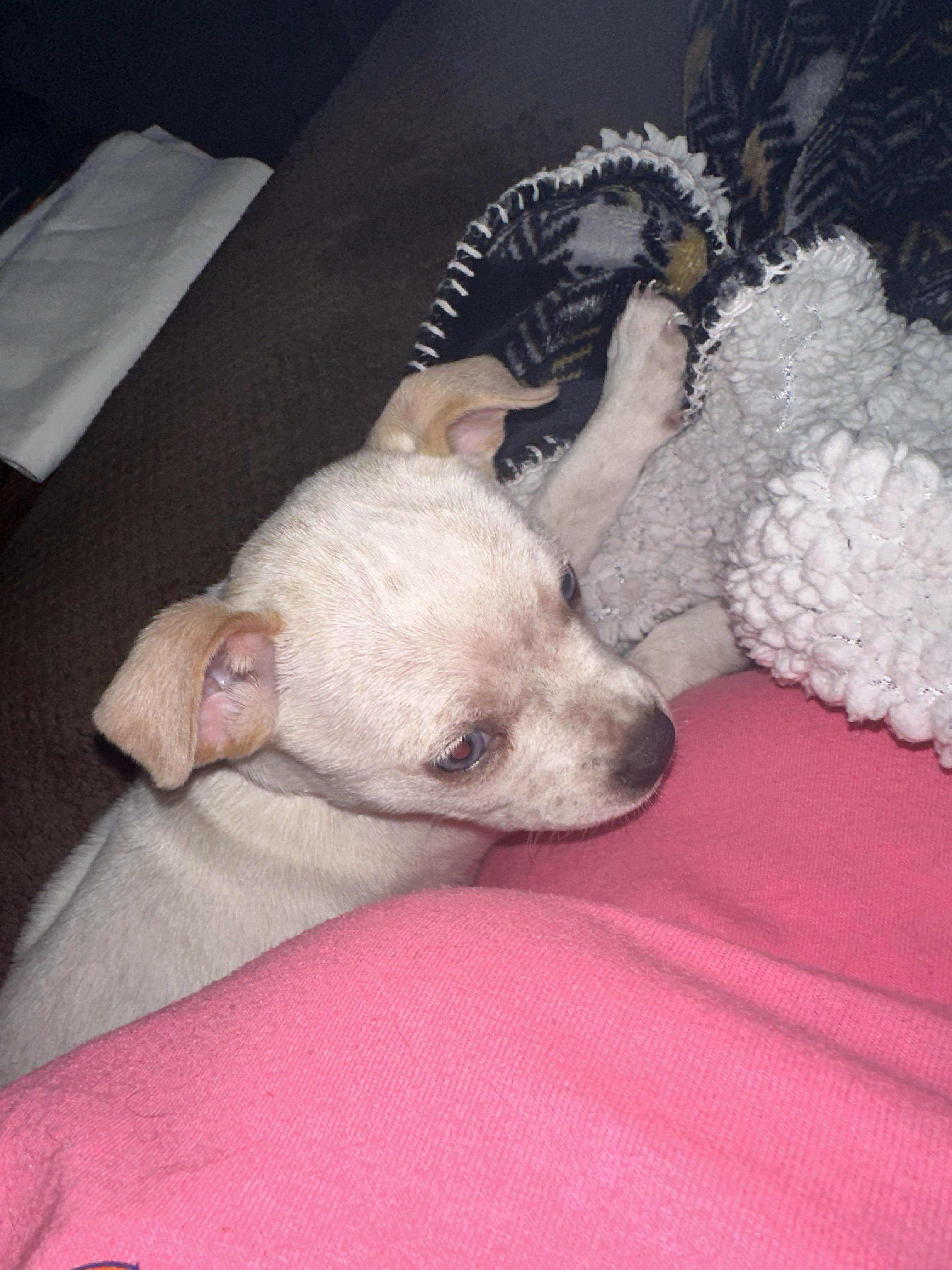 Enlarge Ivy, a Adopted mixed breed in Goodlettsville, TN image 3/6