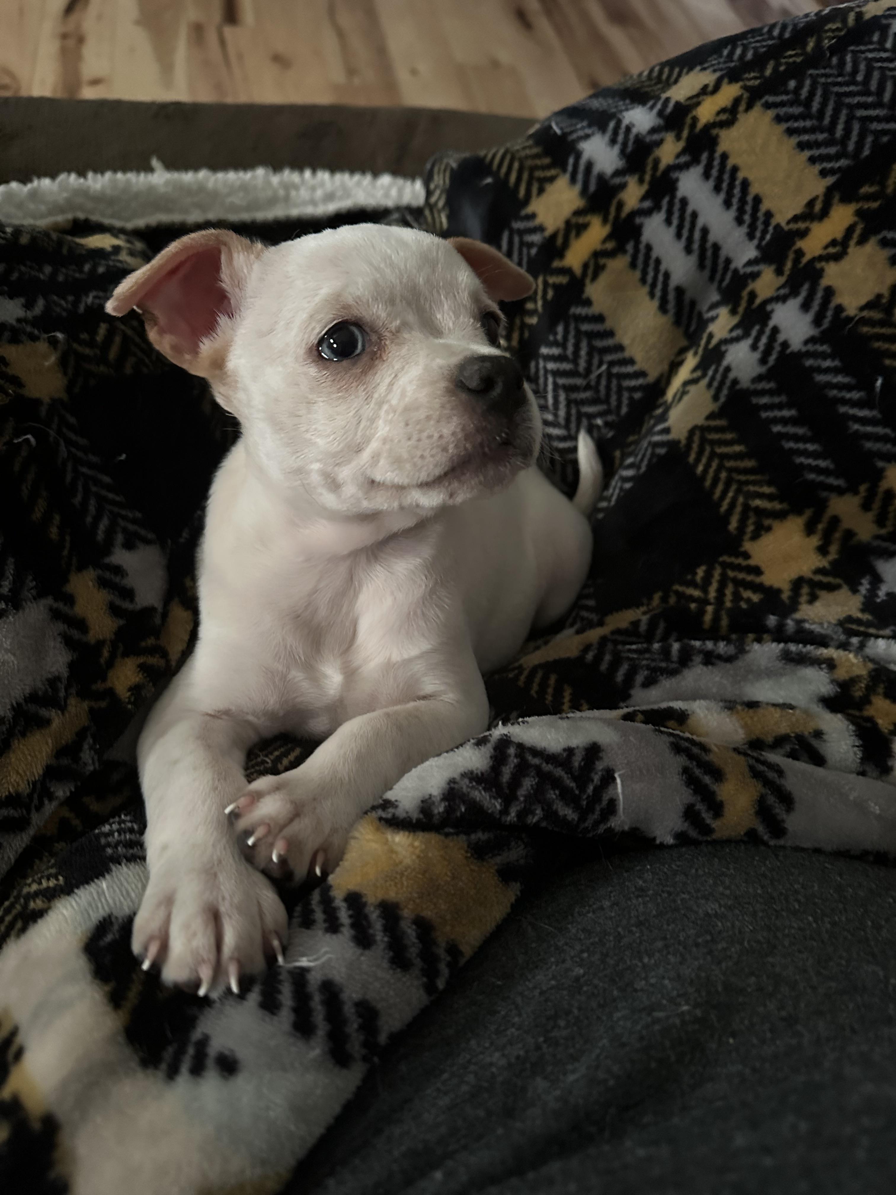 Enlarge Ivy, a Adopted mixed breed in Goodlettsville, TN image 4/6