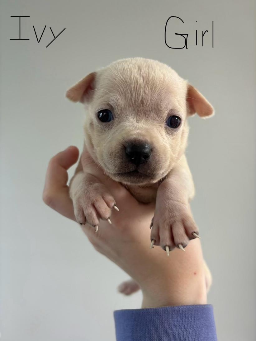 Enlarge Ivy, a Adopted mixed breed in Goodlettsville, TN image 5/6