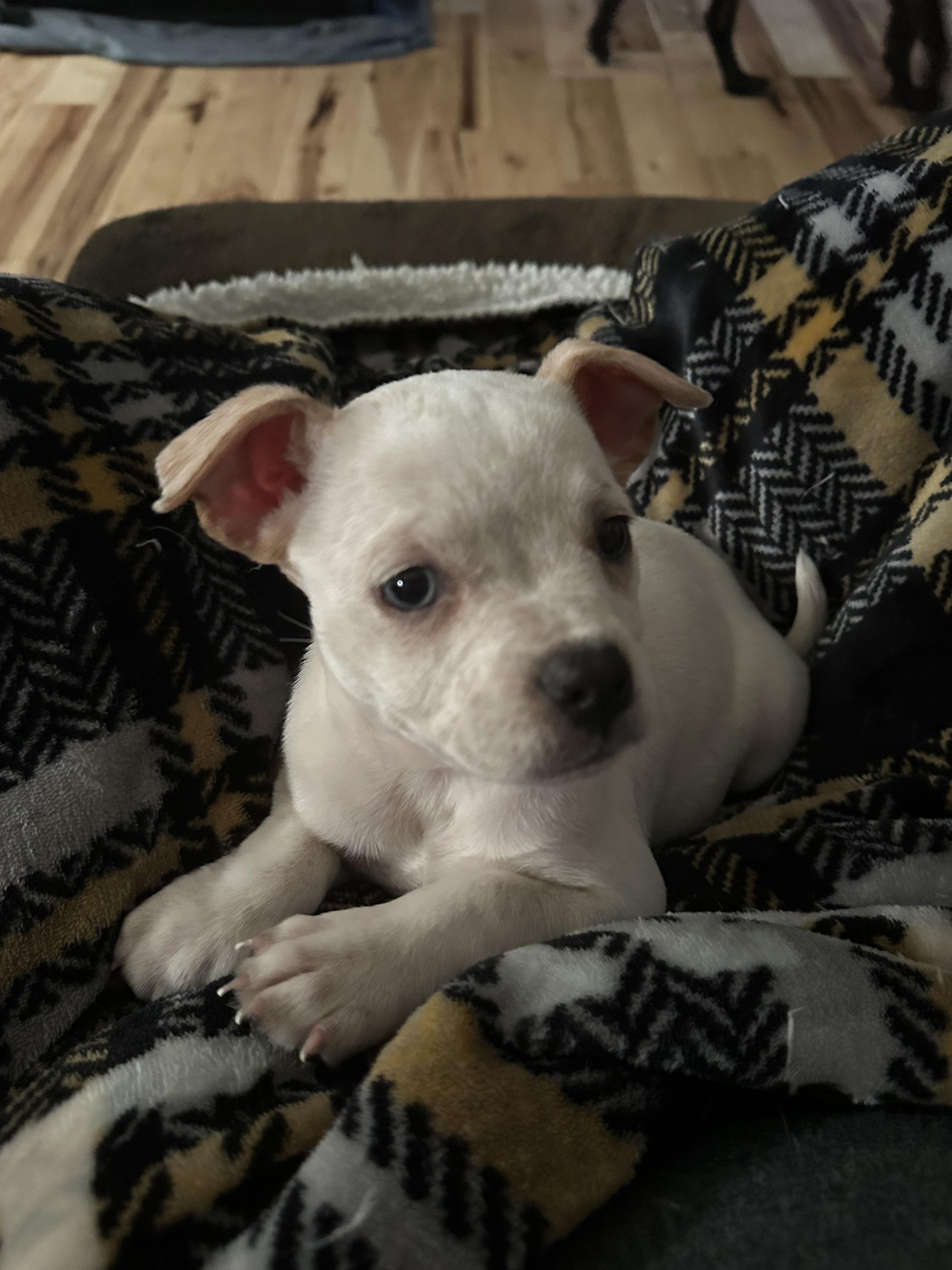 Enlarge Ivy, a Adopted mixed breed in Goodlettsville, TN image 6/6