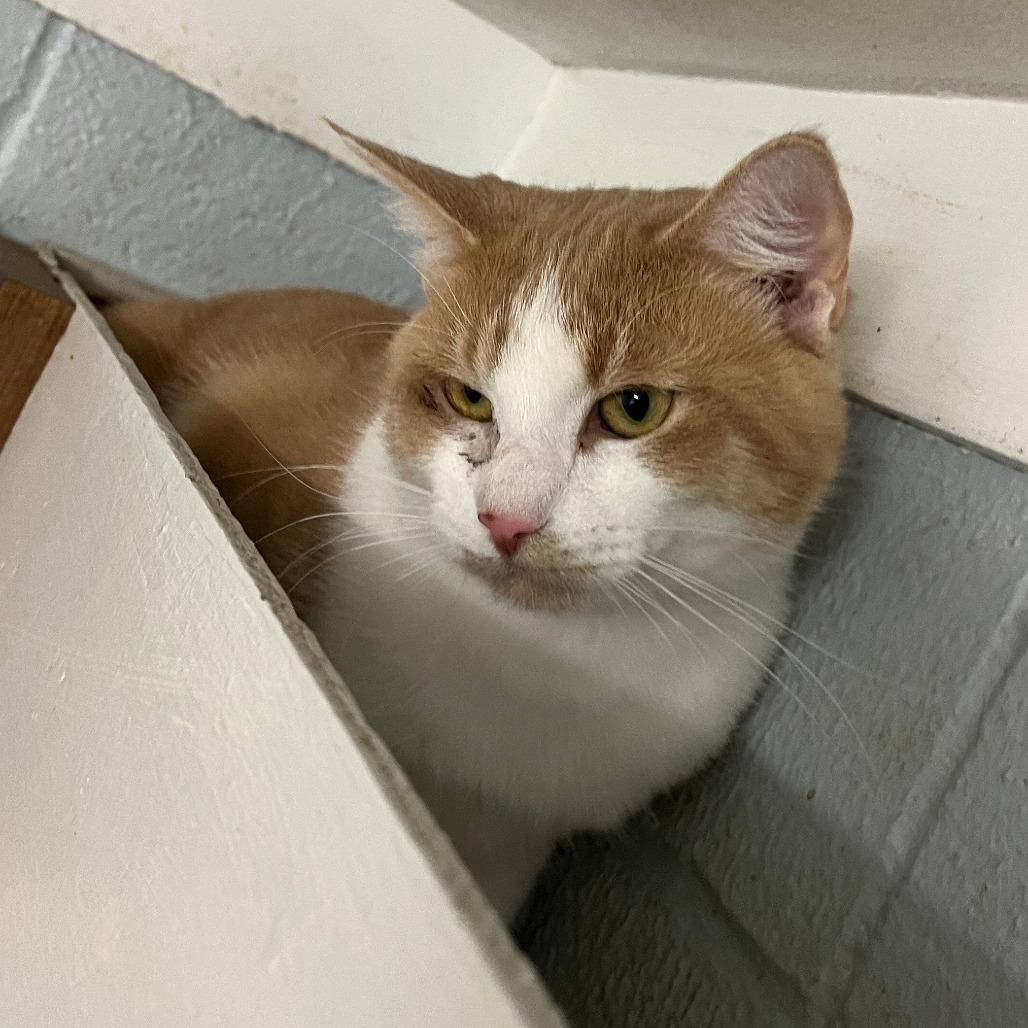 Nacho, Adoptable, Adult Male Domestic Short Hair.