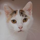 Angela, ADOPTABLE, Adult Female Domestic Short Hair.