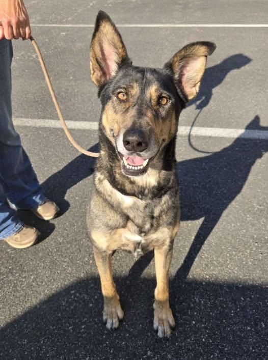 25-01418 SCARLETT, Adoptable, Adult Female German Shepherd Dog.