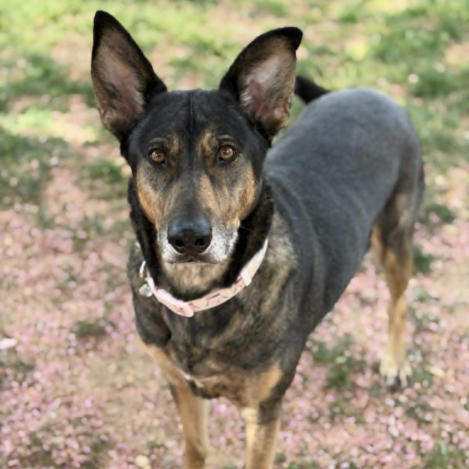 Enlarge 26-00088 SCARLETT, a Adoptable mixed breed in Fredericksburg, VA image 1/2
