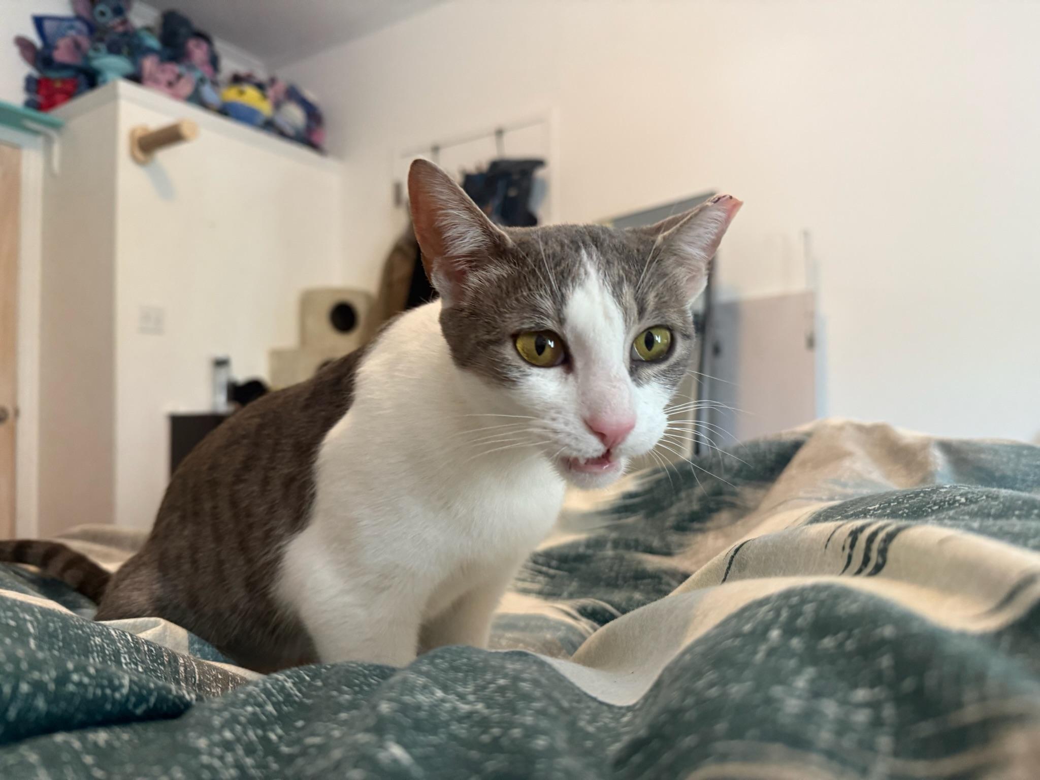 Enlarge Carolina Chili, a Adoptable Domestic Short Hair in Brooklyn, NY image 4/6