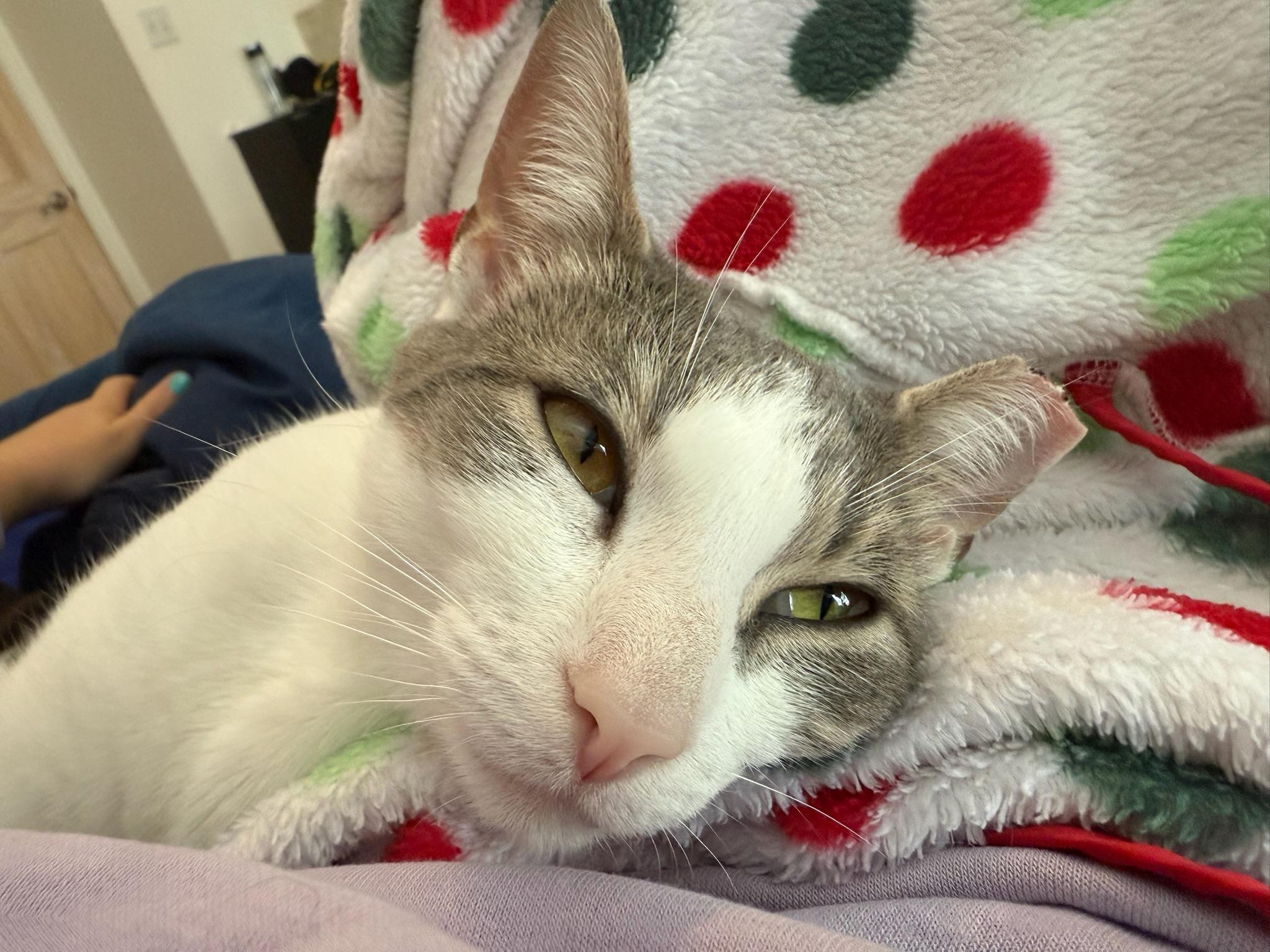 Enlarge Carolina Chili, a Adoptable Domestic Short Hair in Brooklyn, NY image 3/6