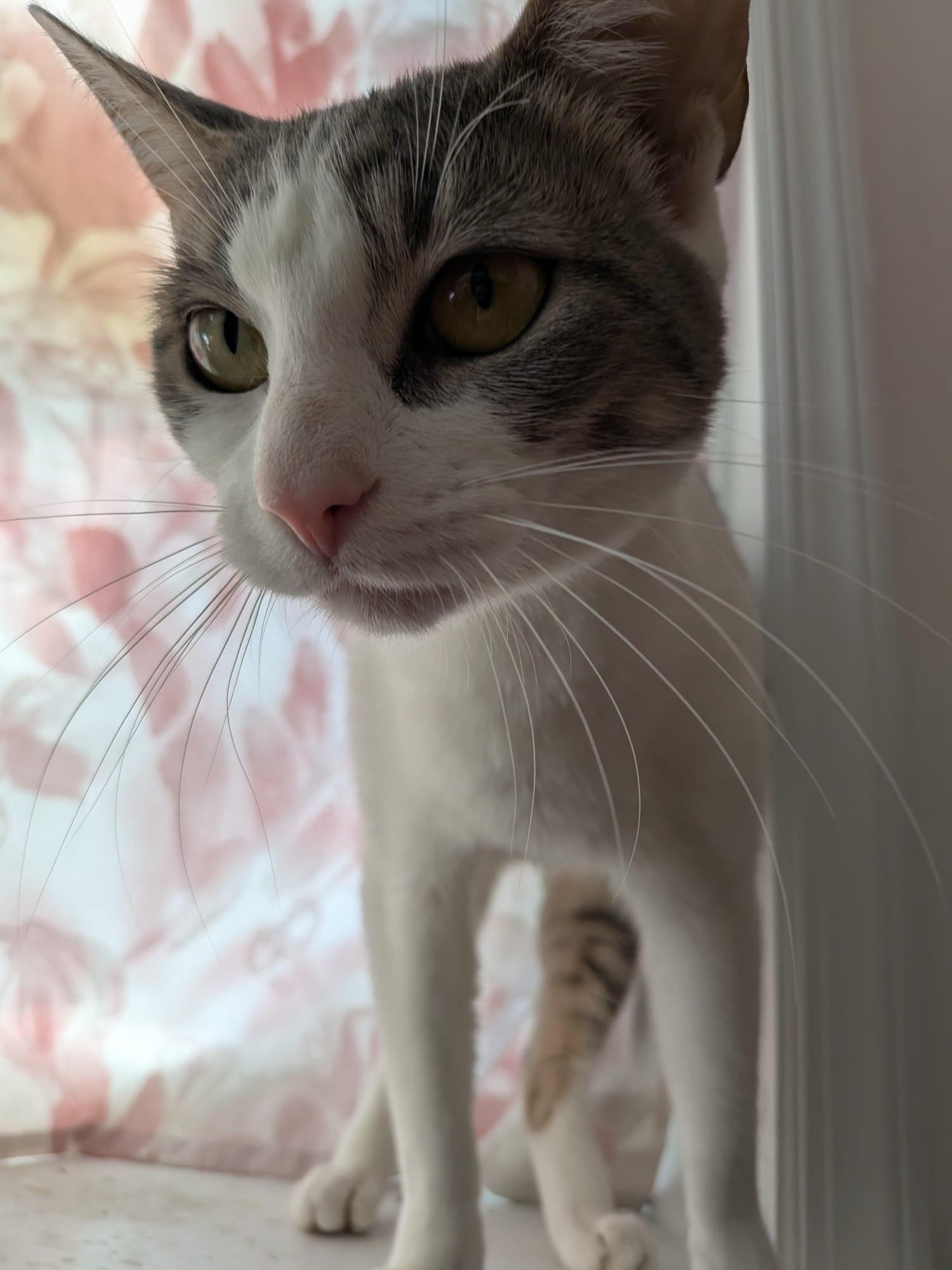 Enlarge Carolina Chili, a Adoptable Domestic Short Hair in Brooklyn, NY image 5/6