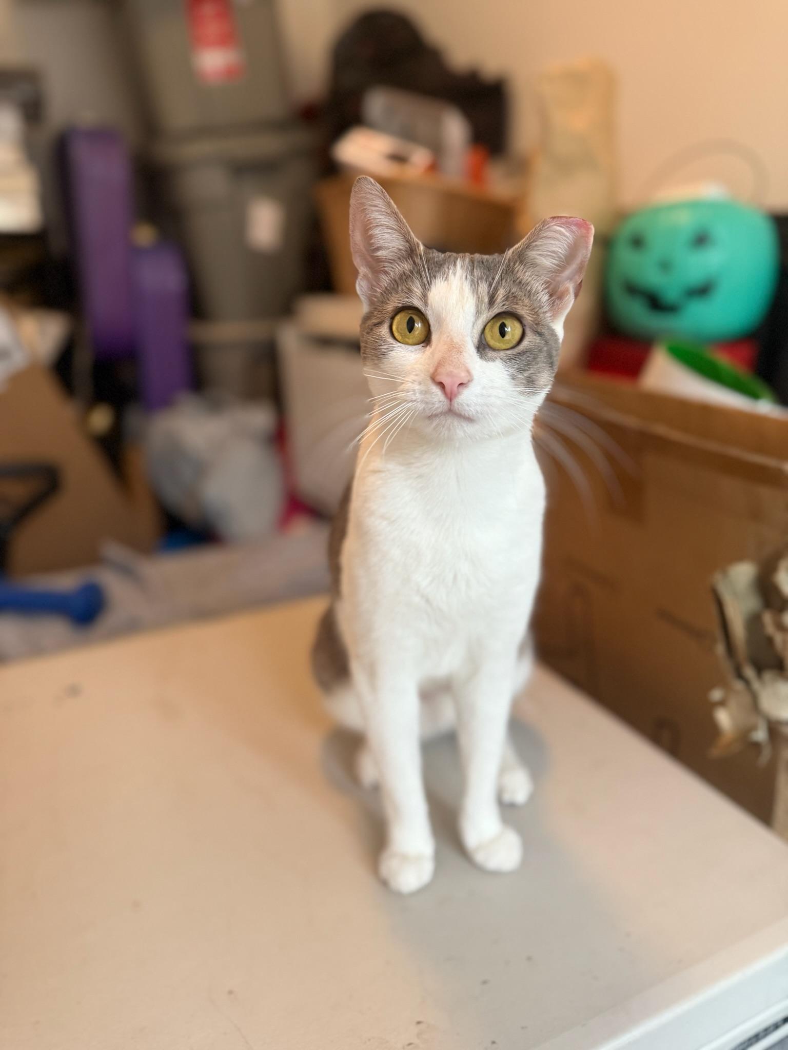 Enlarge Carolina Chili, a Adoptable Domestic Short Hair in Brooklyn, NY image 1/6