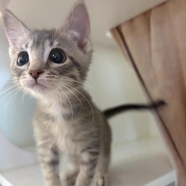 Anna, Adoptable, Kitten Female Domestic Short Hair.