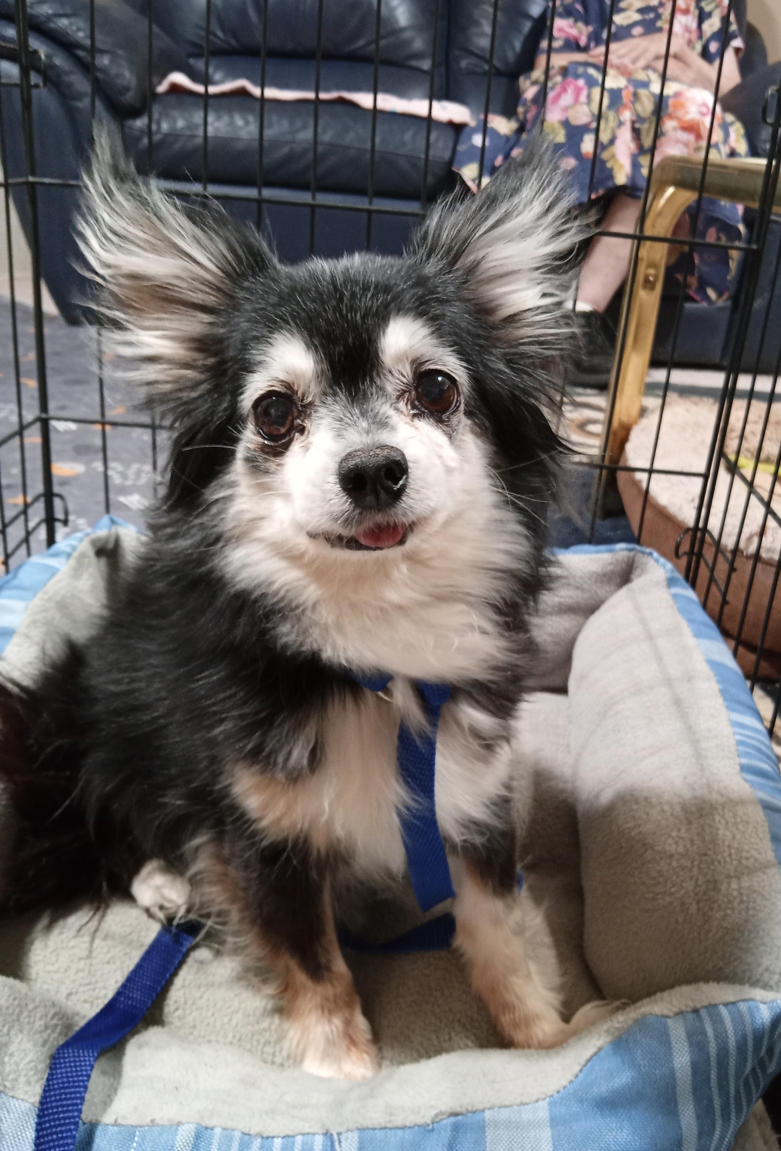Grandma Gracie, adopted, Senior Female Chihuahua.