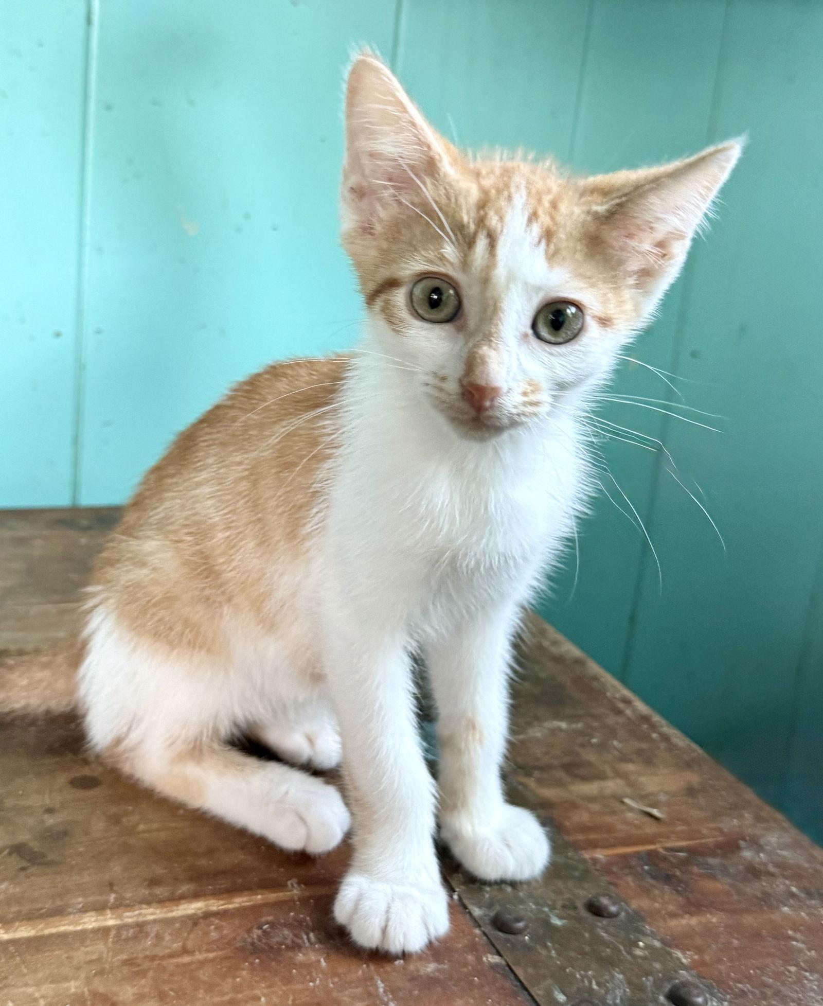 Enlarge Twinkie, a Adopted American Shorthair in Maywood, IL image 2/3