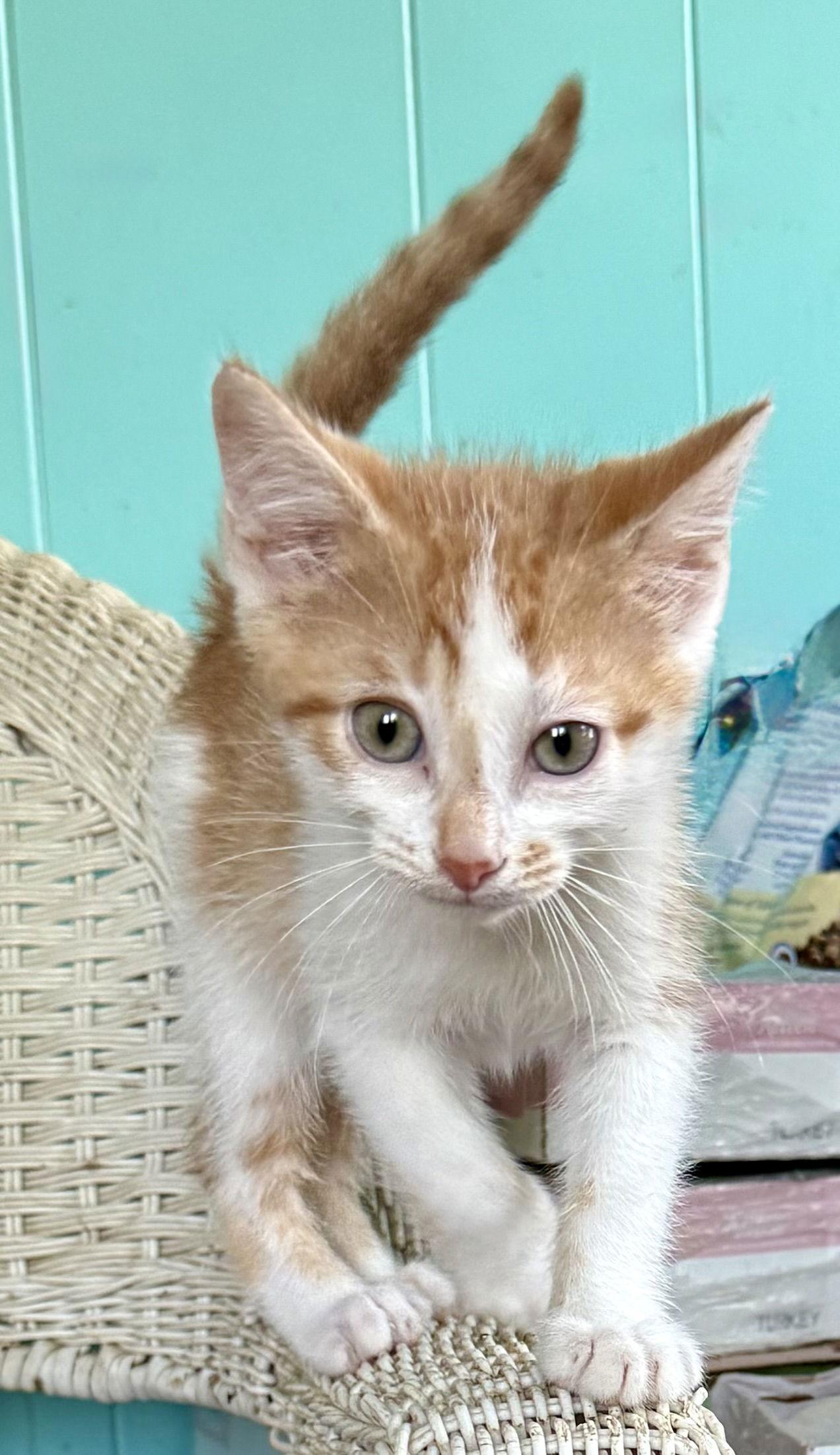 Twinkie, Adopted, Kitten Male American Shorthair.