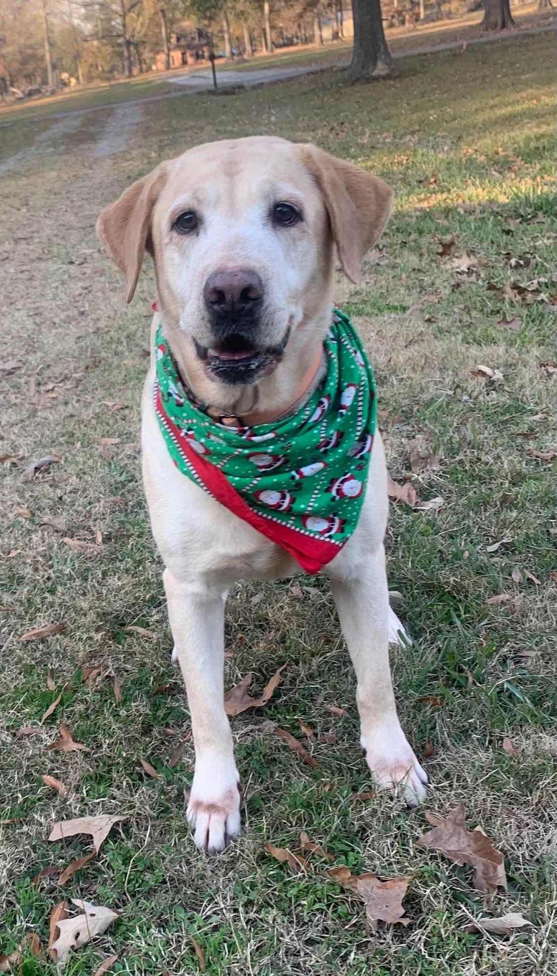 Enlarge Delta, a Adopted Yellow Labrador Retriever in Ball, LA image 1/4