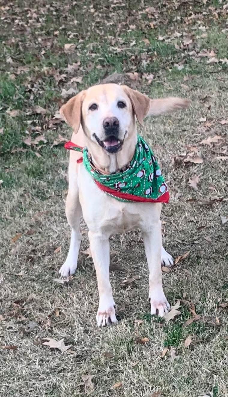 Enlarge Delta, a Adopted Yellow Labrador Retriever in Ball, LA image 2/4