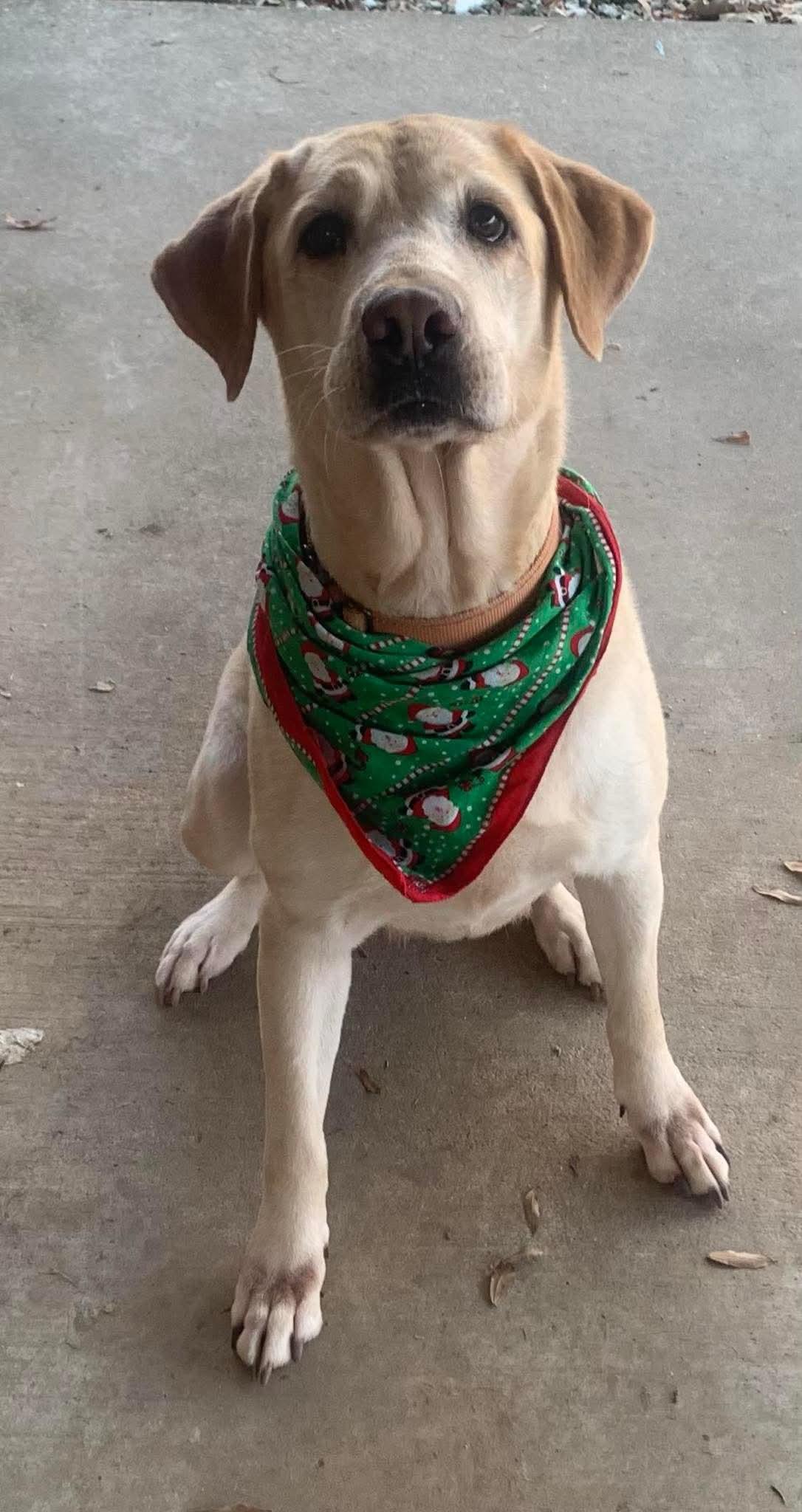 Enlarge Delta, a Adopted Yellow Labrador Retriever in Ball, LA image 4/4