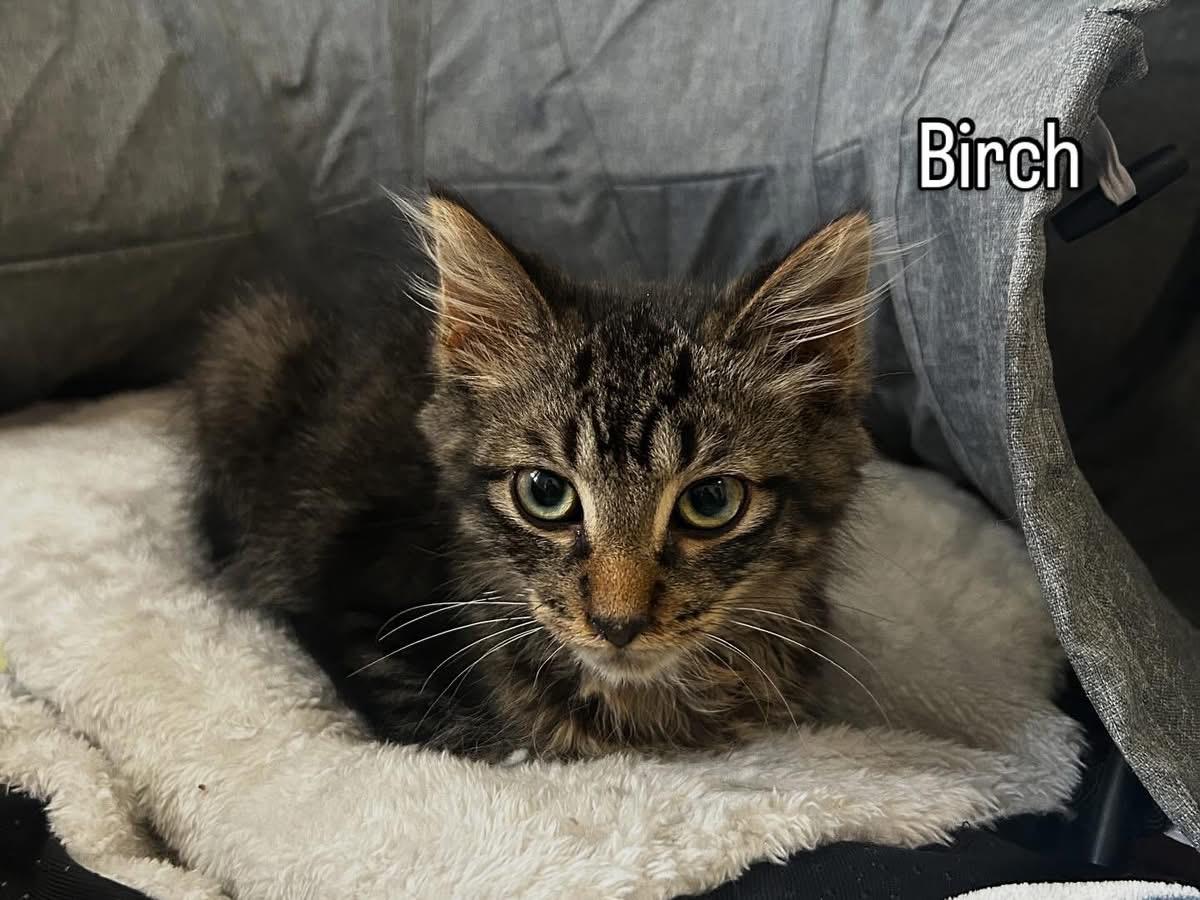Enlarge Birch, a Adoptable Tabby in Hamilton, ON image 1/4