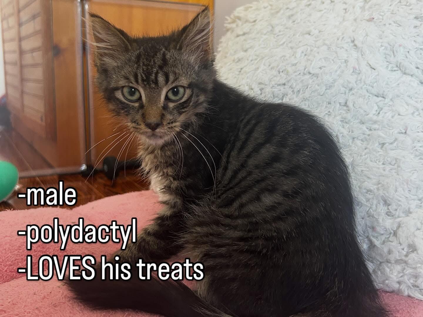 Enlarge Birch, a Adoptable Tabby in Hamilton, ON image 2/4