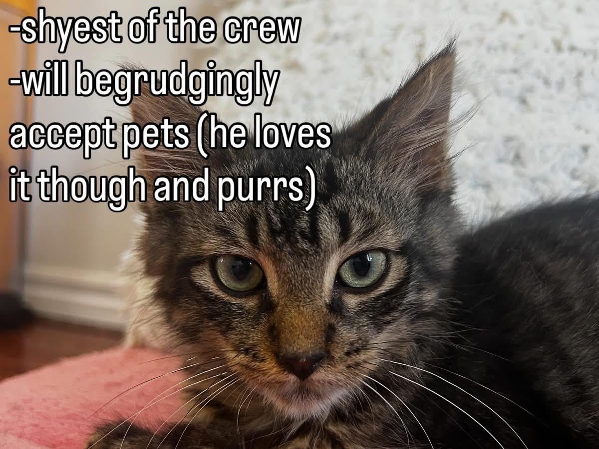 Enlarge Birch, a Adoptable Tabby in Hamilton, ON image 3/4