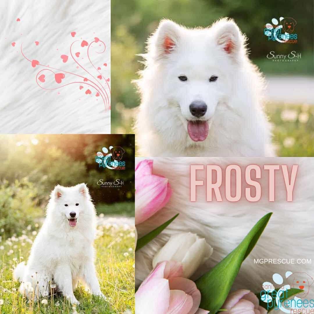 Frosty, an adoptable Samoyed in New Bothwell, MB, R0A 1C0 | Photo Image 1