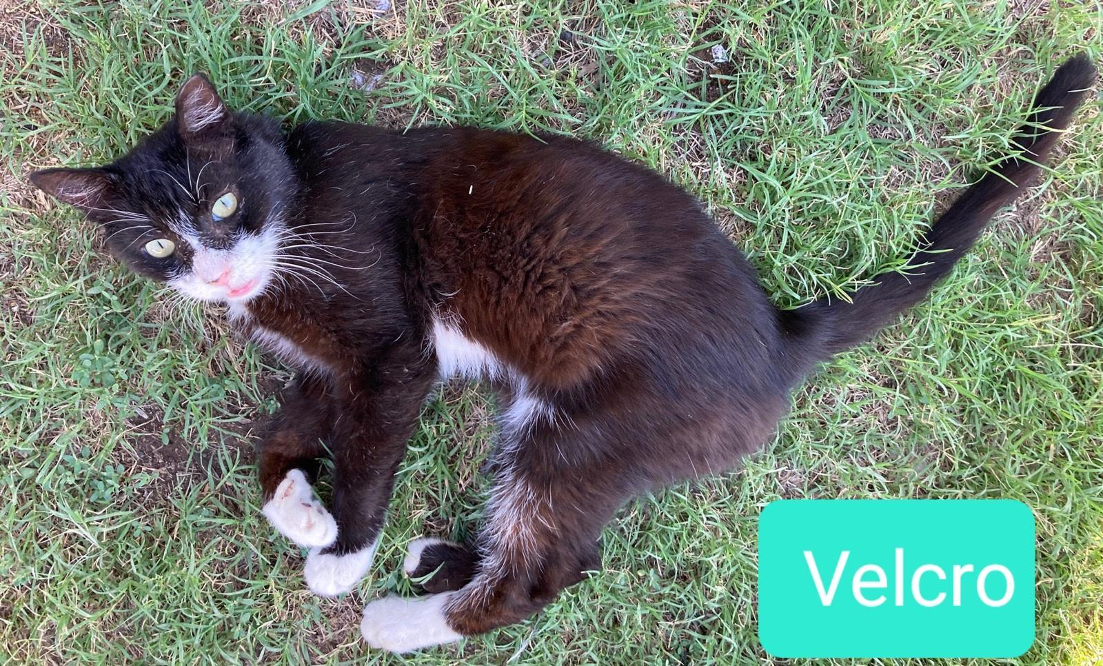 Enlarge Velcro, a Adoptable mixed breed in Las Cruces, NM image 2/2