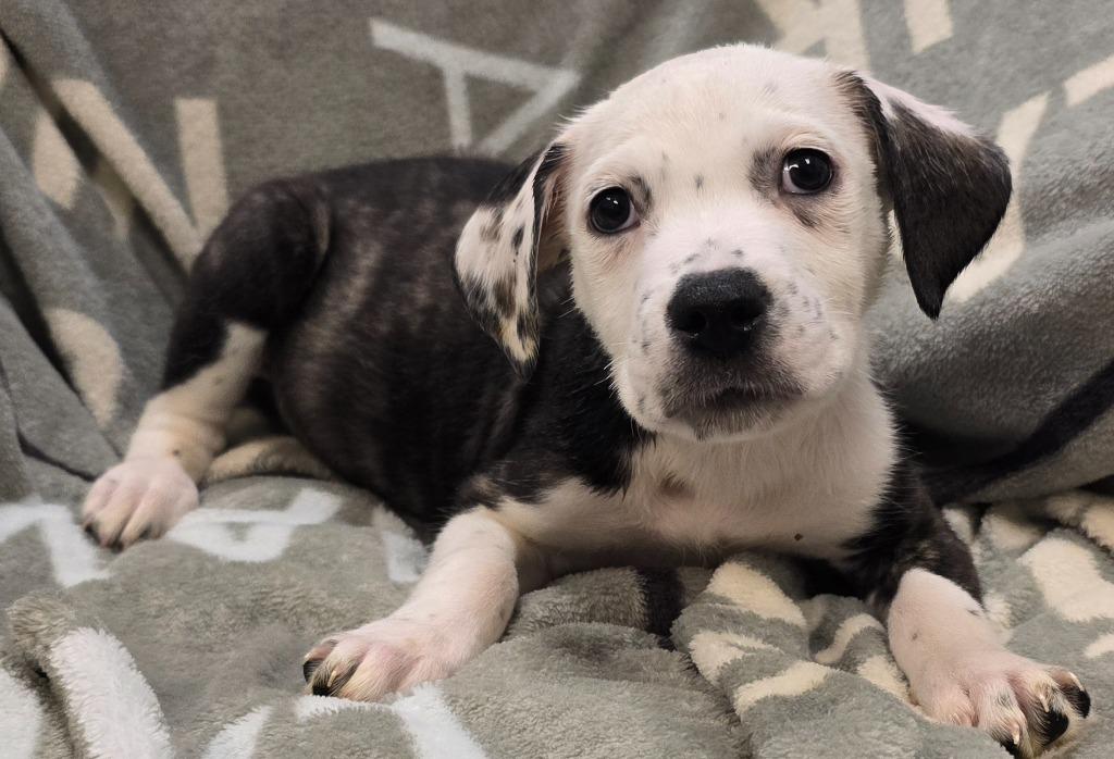 Ranger, Adoptable, Puppy Male Terrier & Mixed Breed.