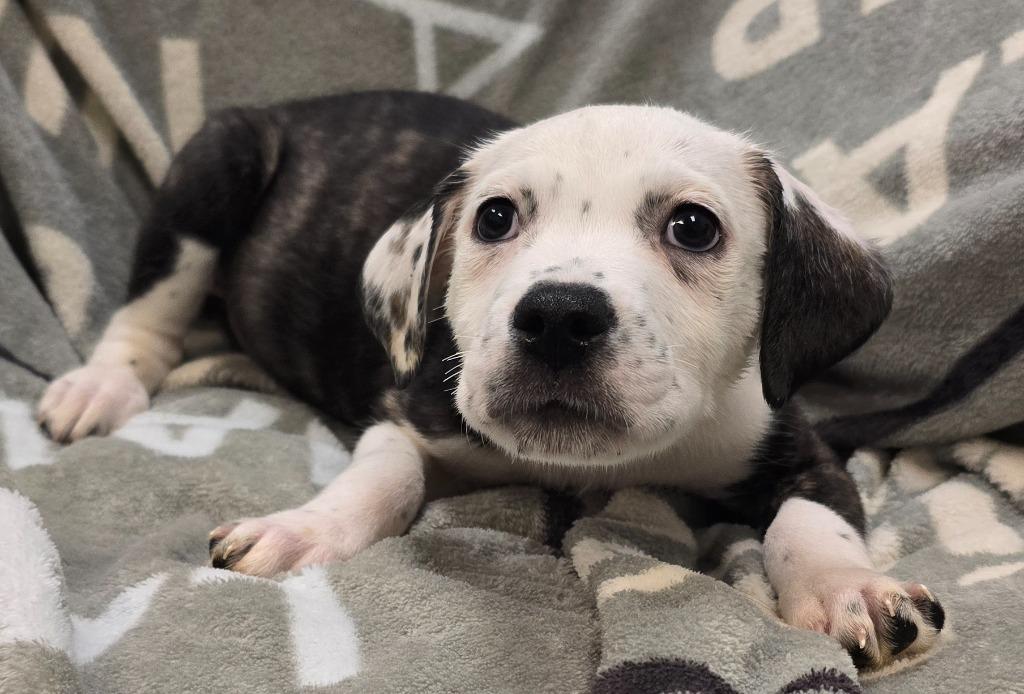 Ranger, a Adoptable mixed breed in Murphysboro, IL image 2/2