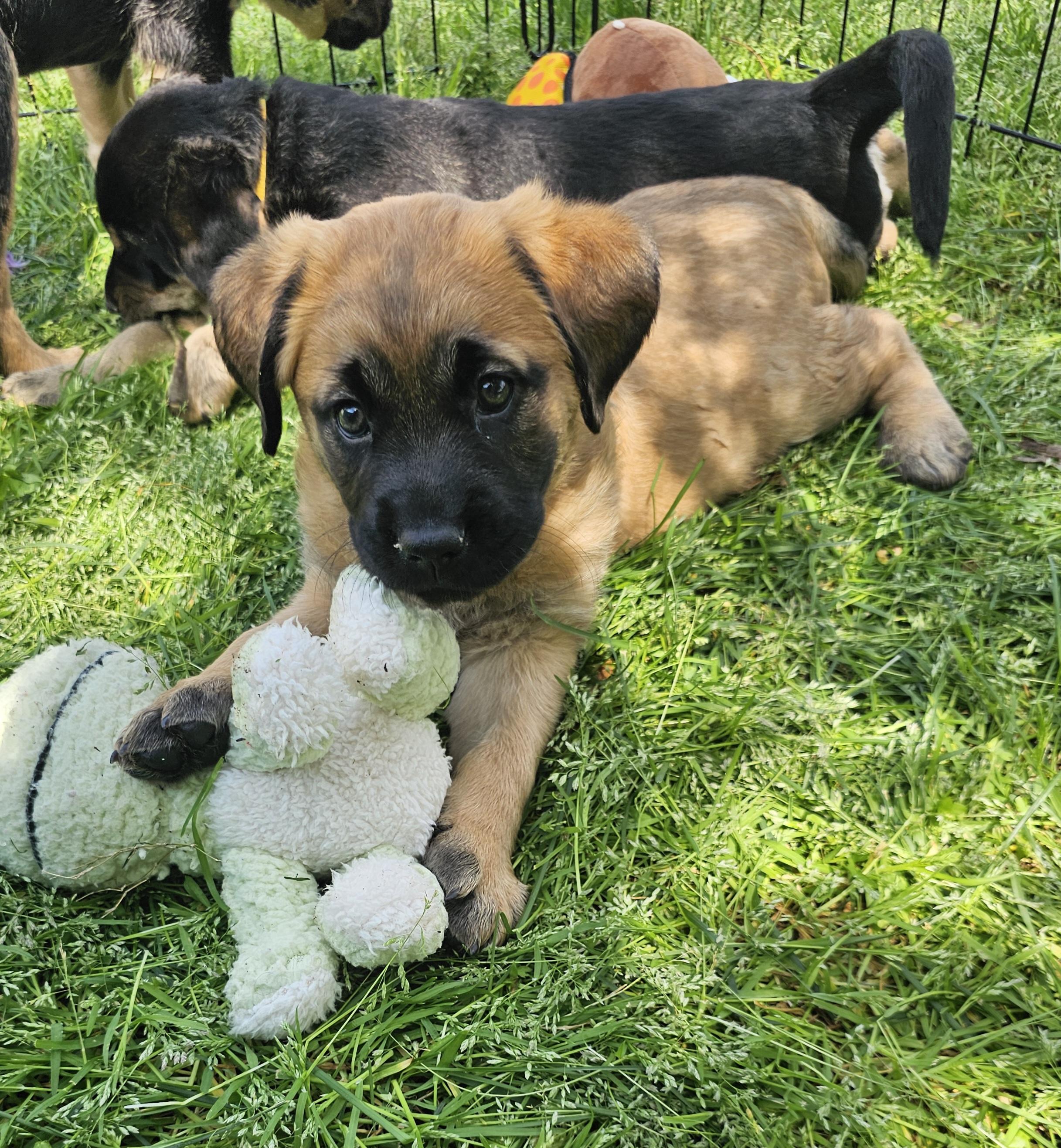 Kelly, ADOPTABLE, Puppy Female Hound.