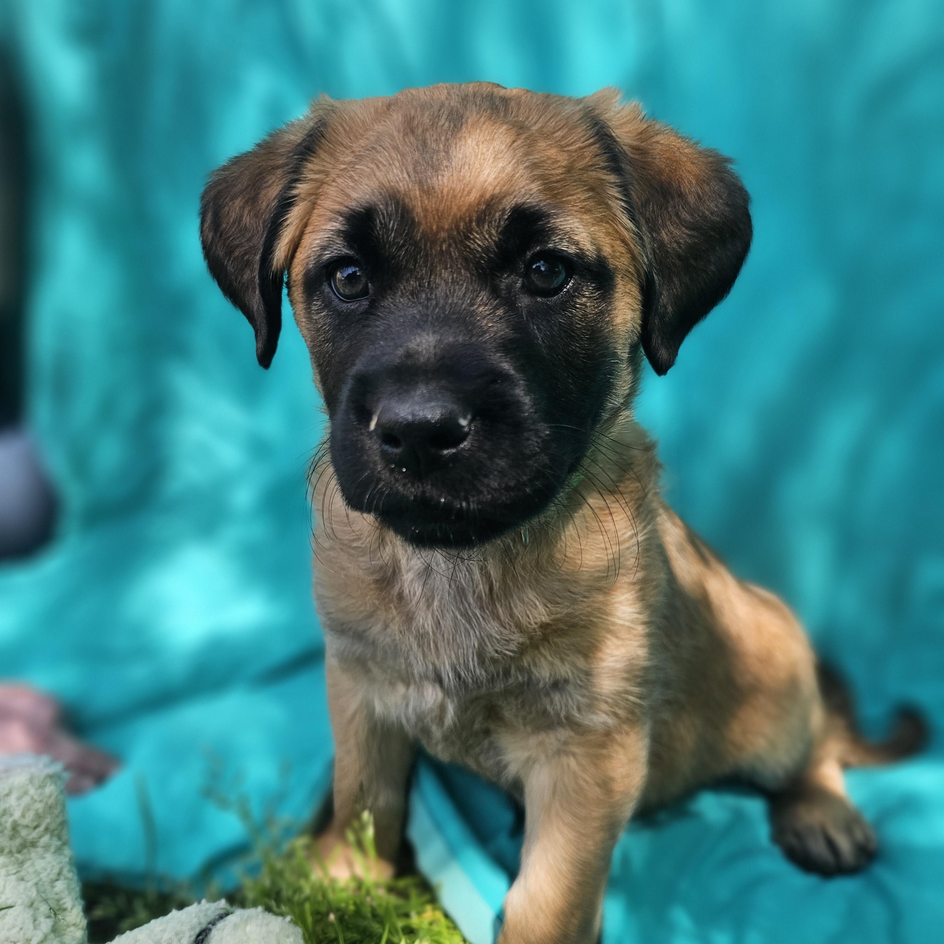 Enlarge Kelly, a ADOPTABLE mixed breed in Monroe, NC image 2/2