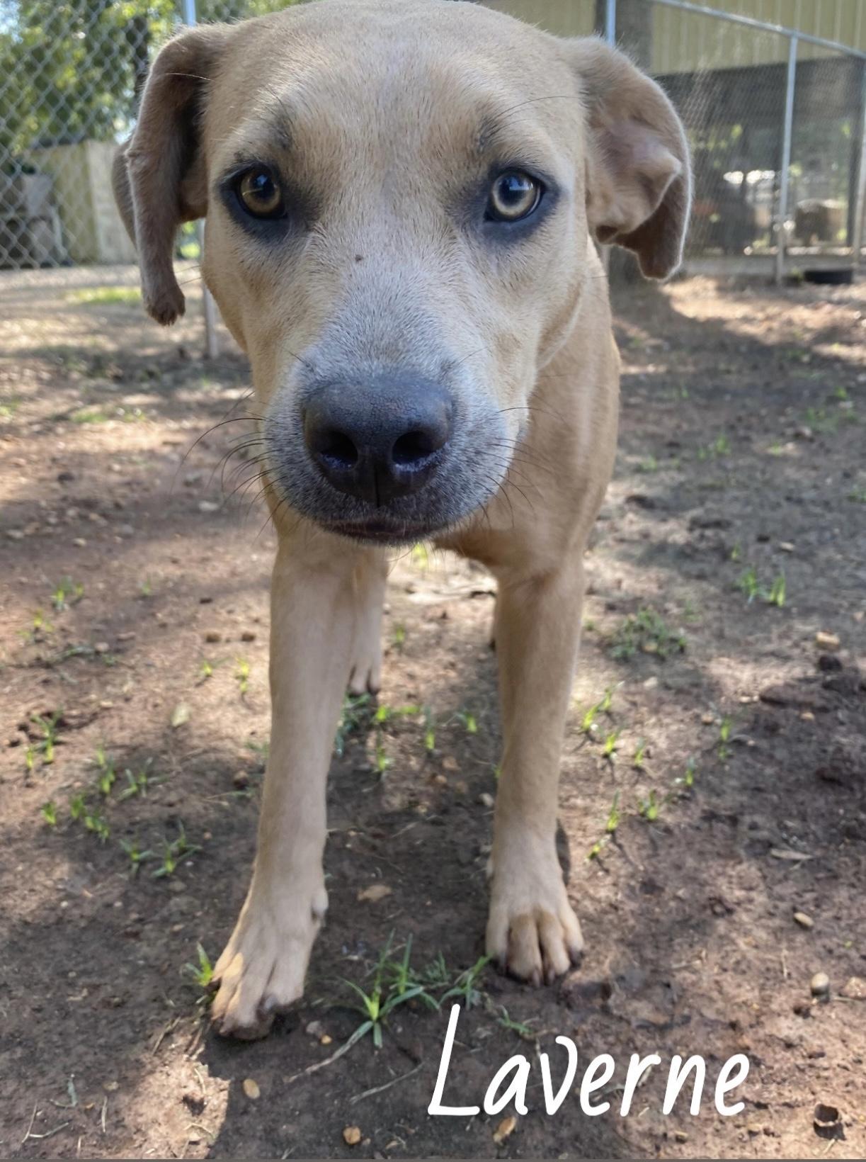 Laverne , adopted, Young Female American Bully.