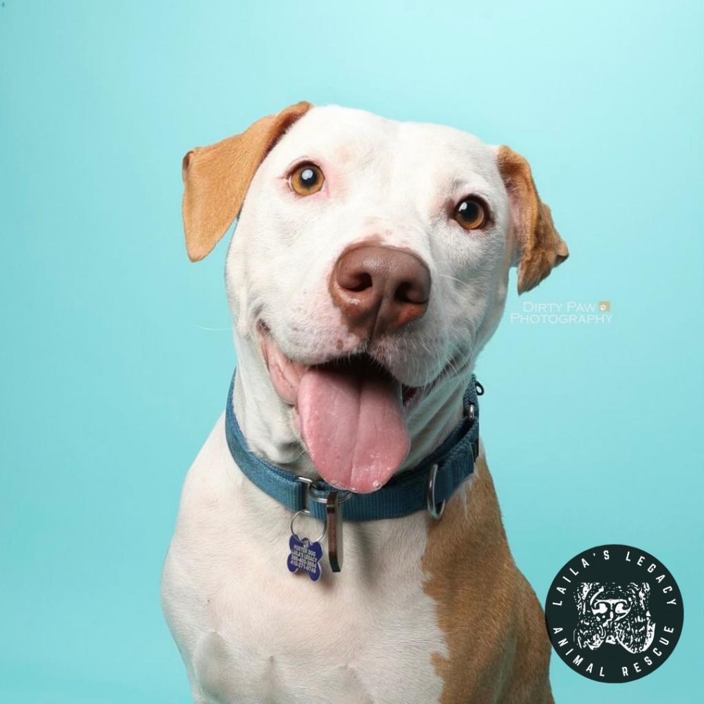 Enlarge Abe, a Adoptable mixed breed in Washington, DC image 1/6