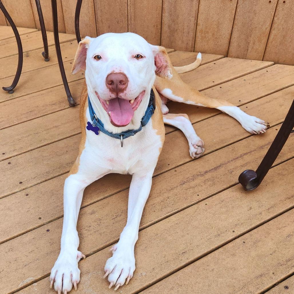 Enlarge Abe, a Adoptable mixed breed in Washington, DC image 2/6