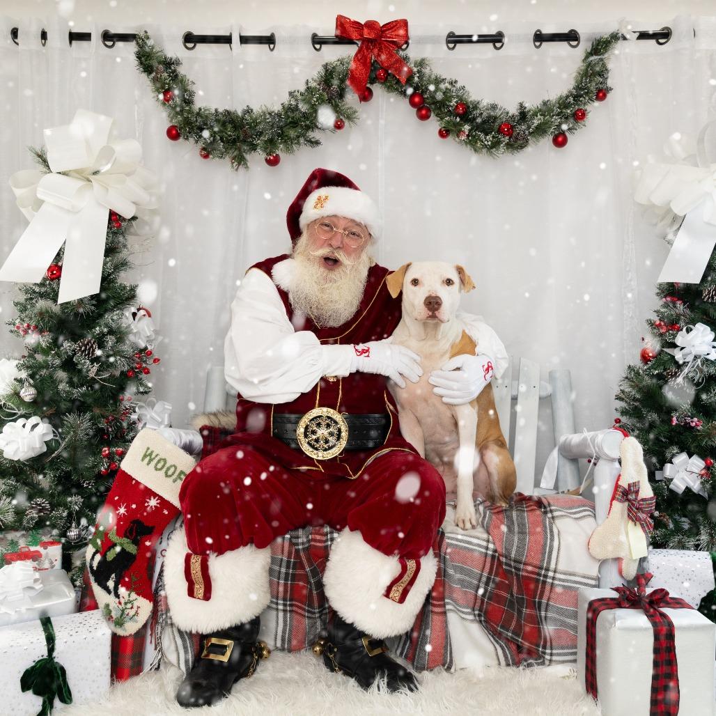 Enlarge Abe, a Adoptable mixed breed in Washington, DC image 3/6